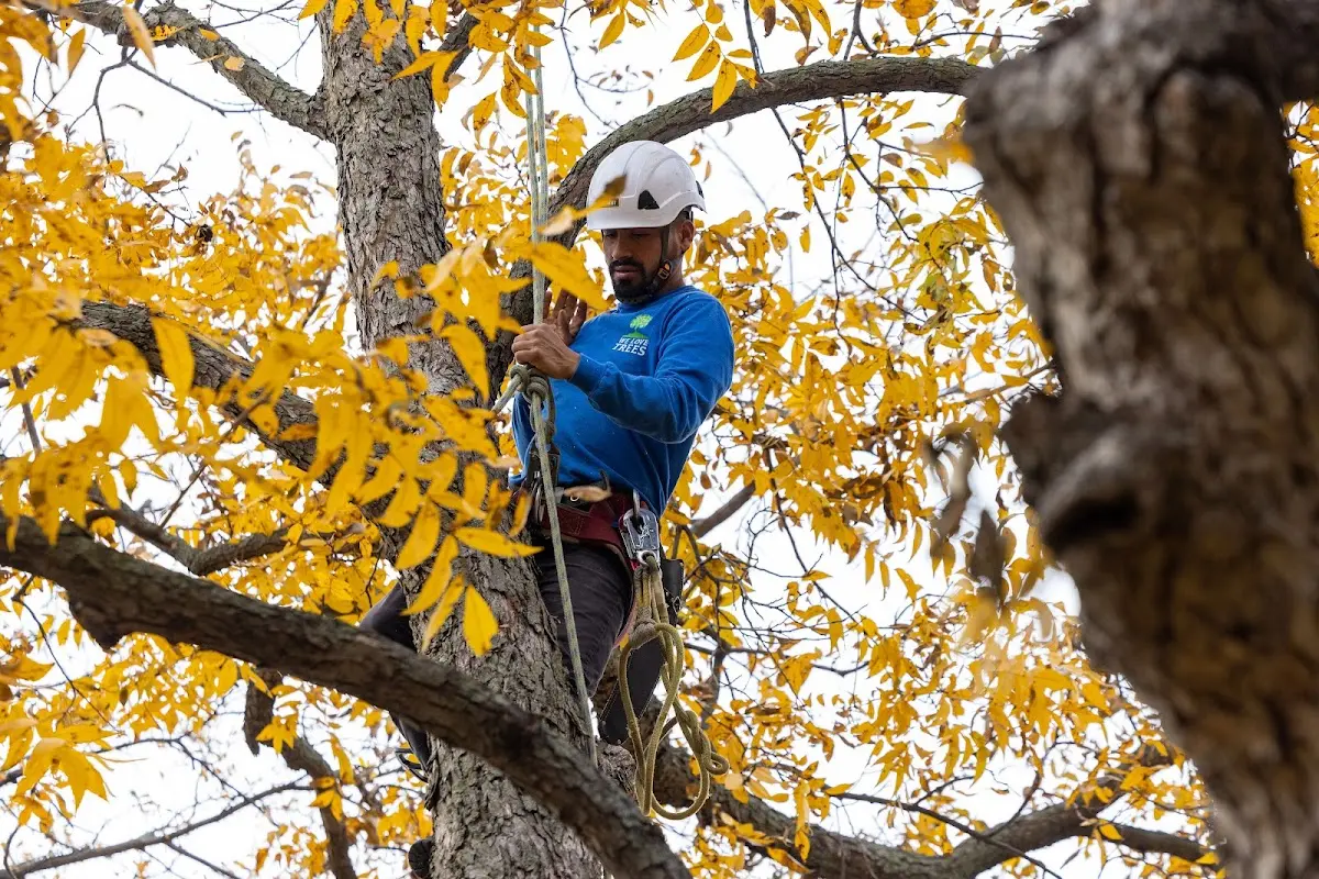 Skilled Emergency Tree Service crew working in Waverly