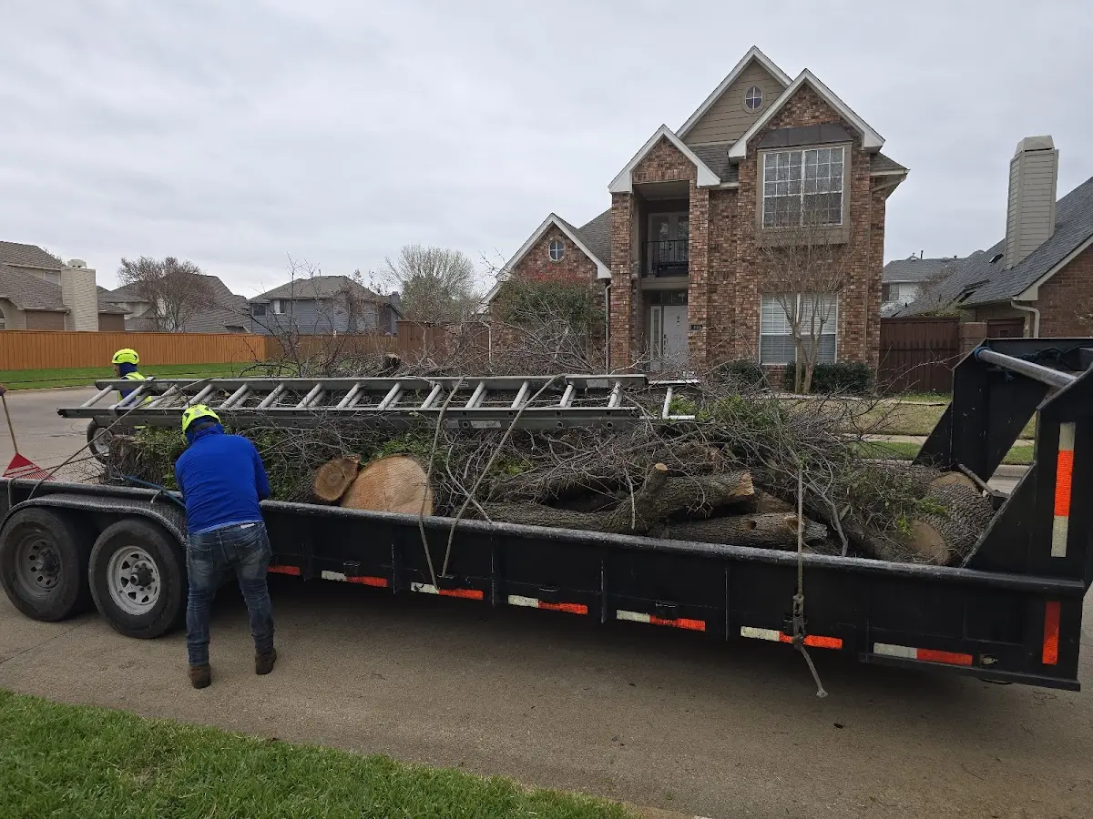 Expert Tree Removal with proper safety equipment in Waverly